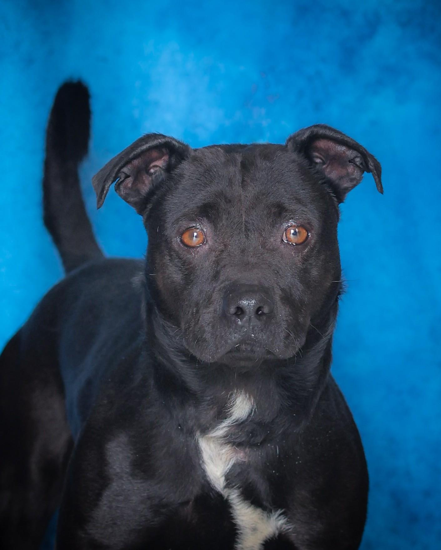 Enlarge SCOTTY (0410), an adoptable mixed breed in Bridgeport, CT image 1/1