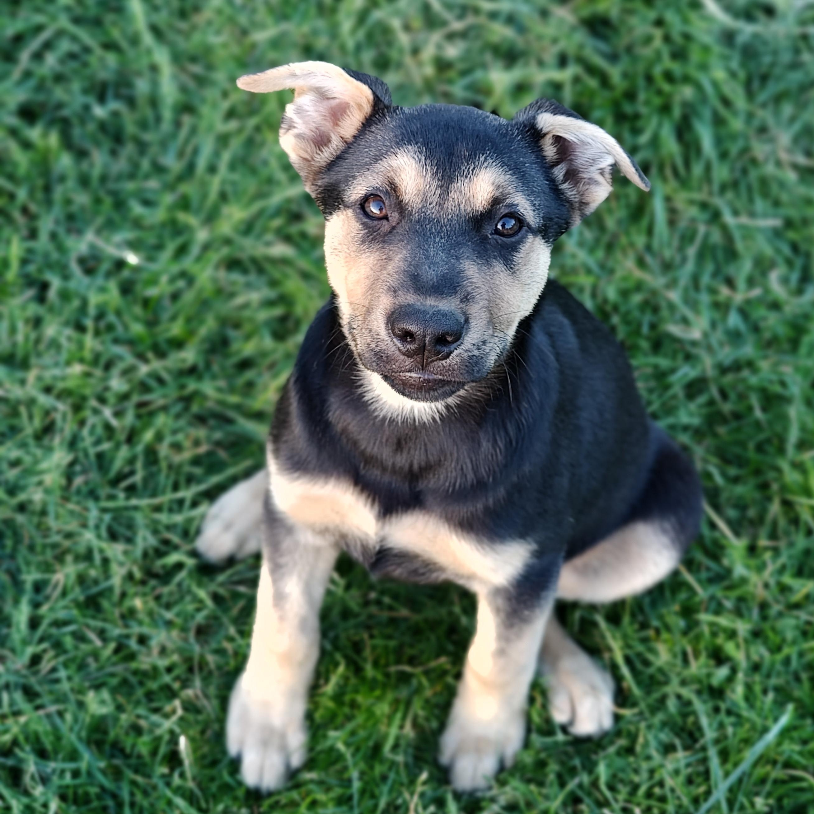 Mindy, ADOPTABLE, Puppy Female American Staffordshire Terrier & Australian Cattle Dog / Blue Heeler.