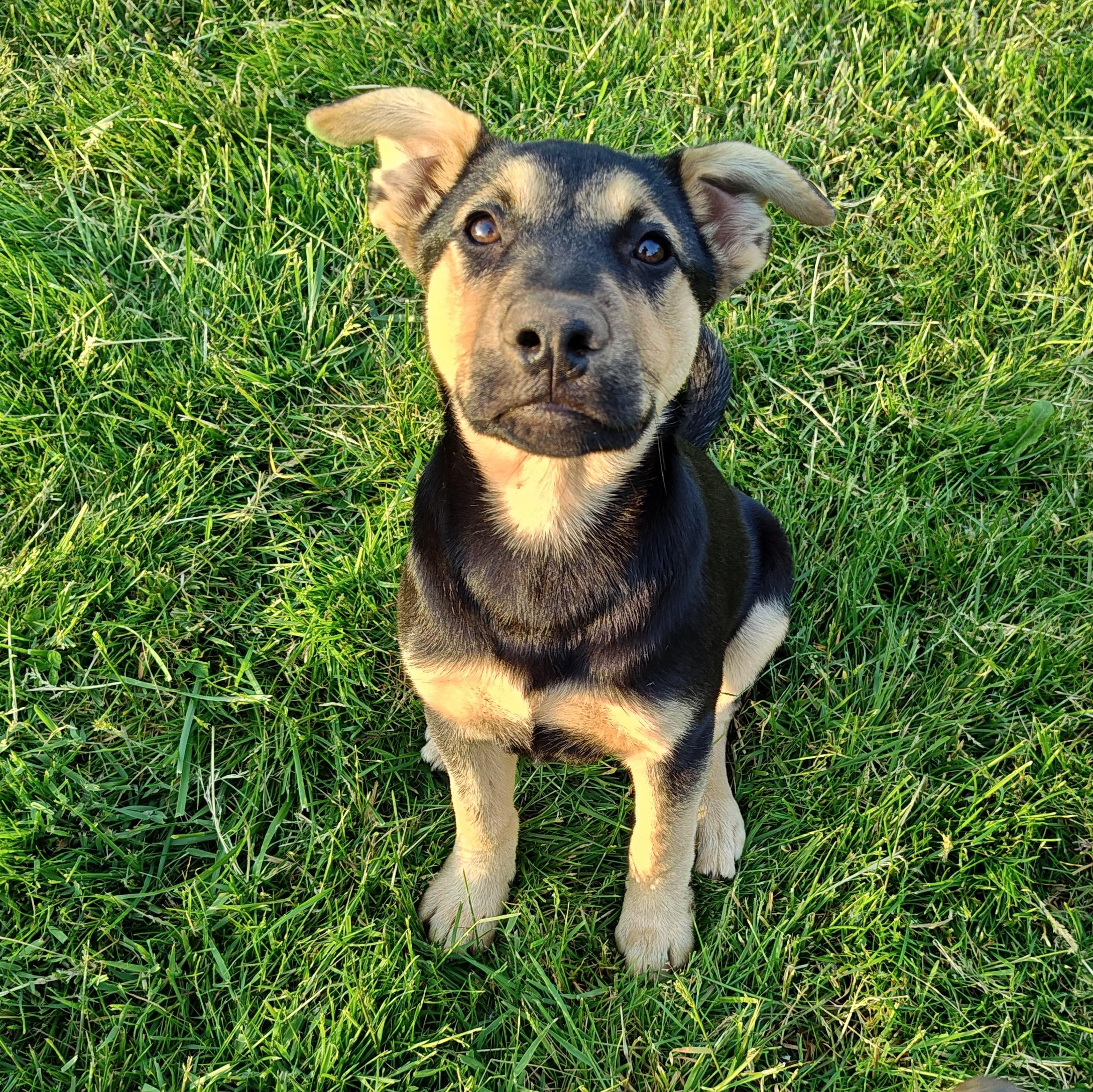 Enlarge Mindy, a ADOPTABLE mixed breed in Bellingham, WA image 2/5