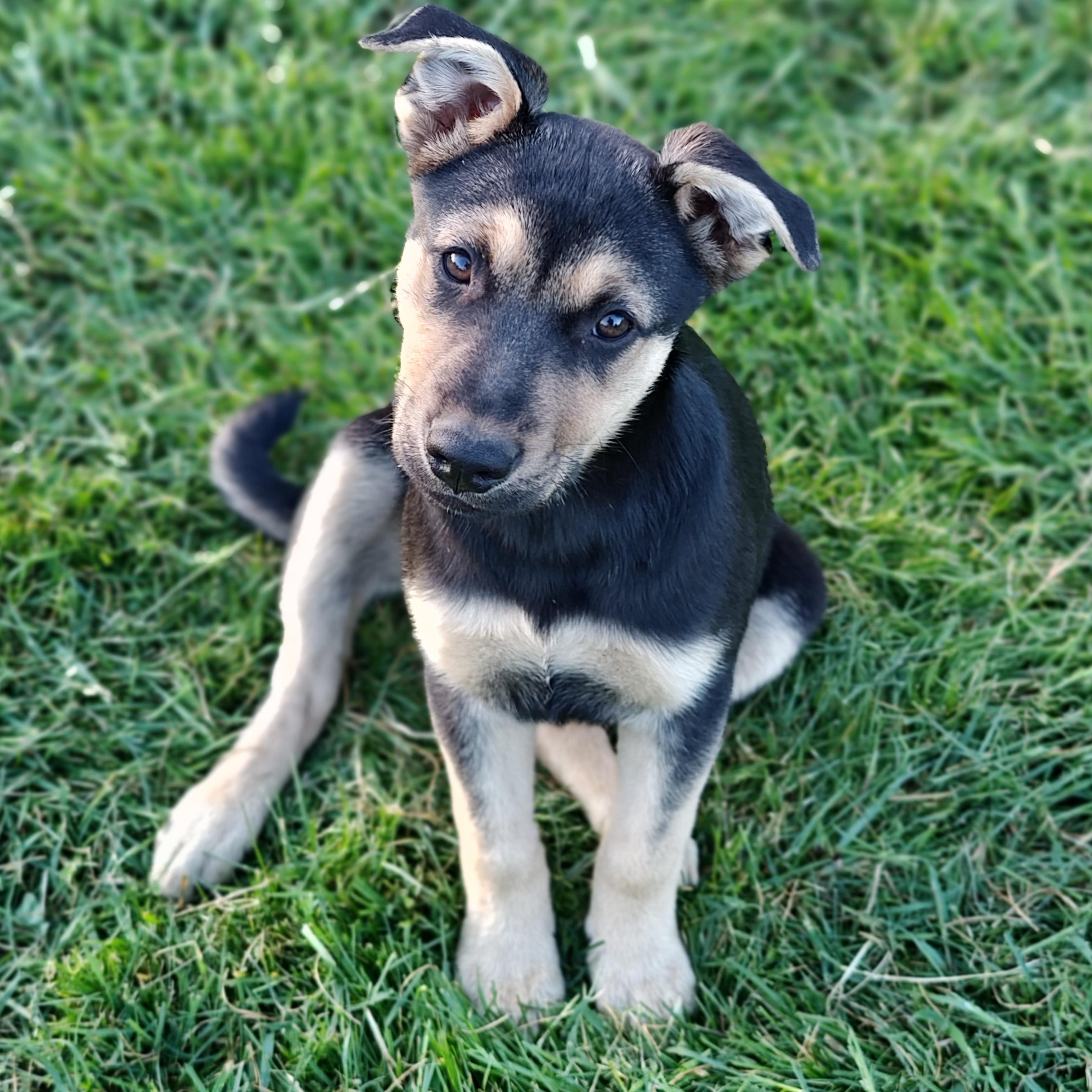 Enlarge Mindy, a ADOPTABLE mixed breed in Bellingham, WA image 5/5