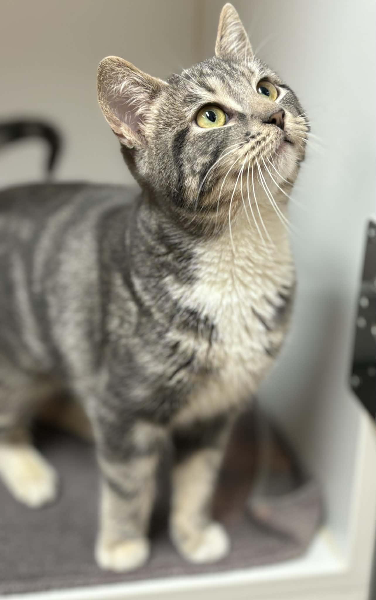 Music Box, a ADOPTABLE mixed breed in Grants Pass, OR image 1/2