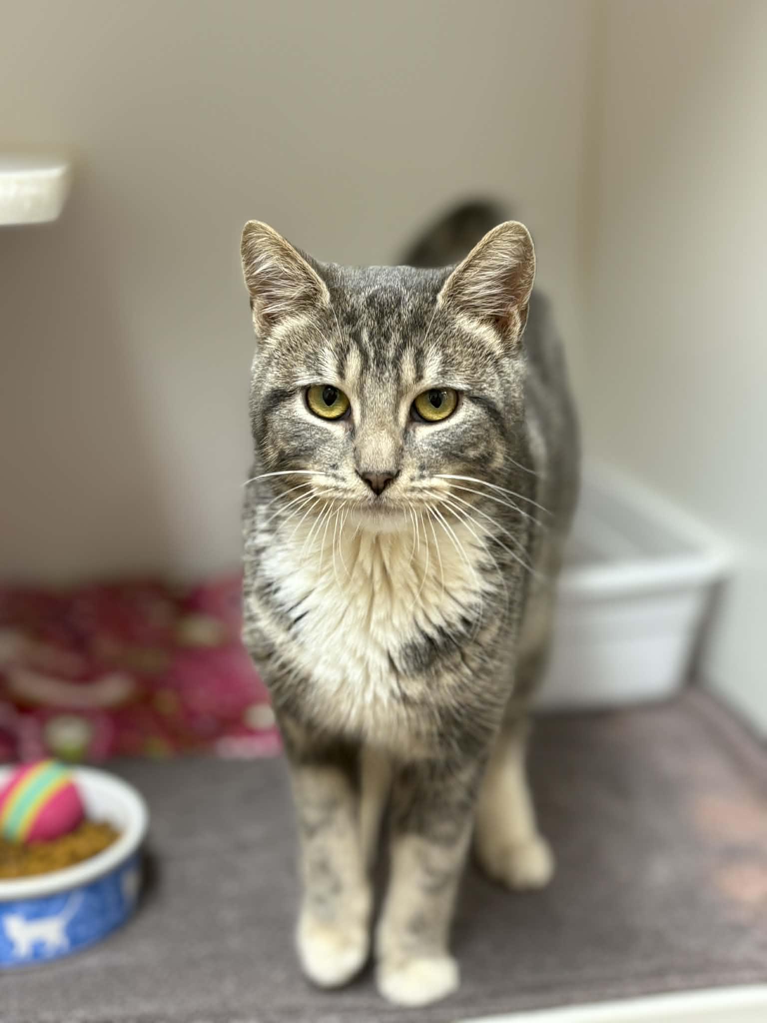 Music Box, a ADOPTABLE mixed breed in Grants Pass, OR image 2/2