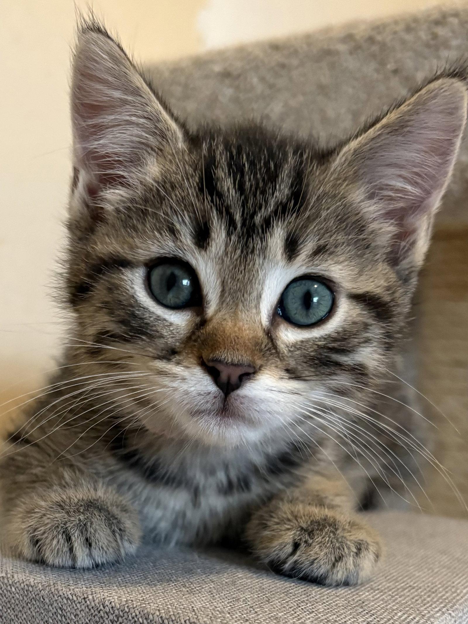 Enlarge Topanga, a Adopted Domestic Short Hair in Seaford, DE image 1/3