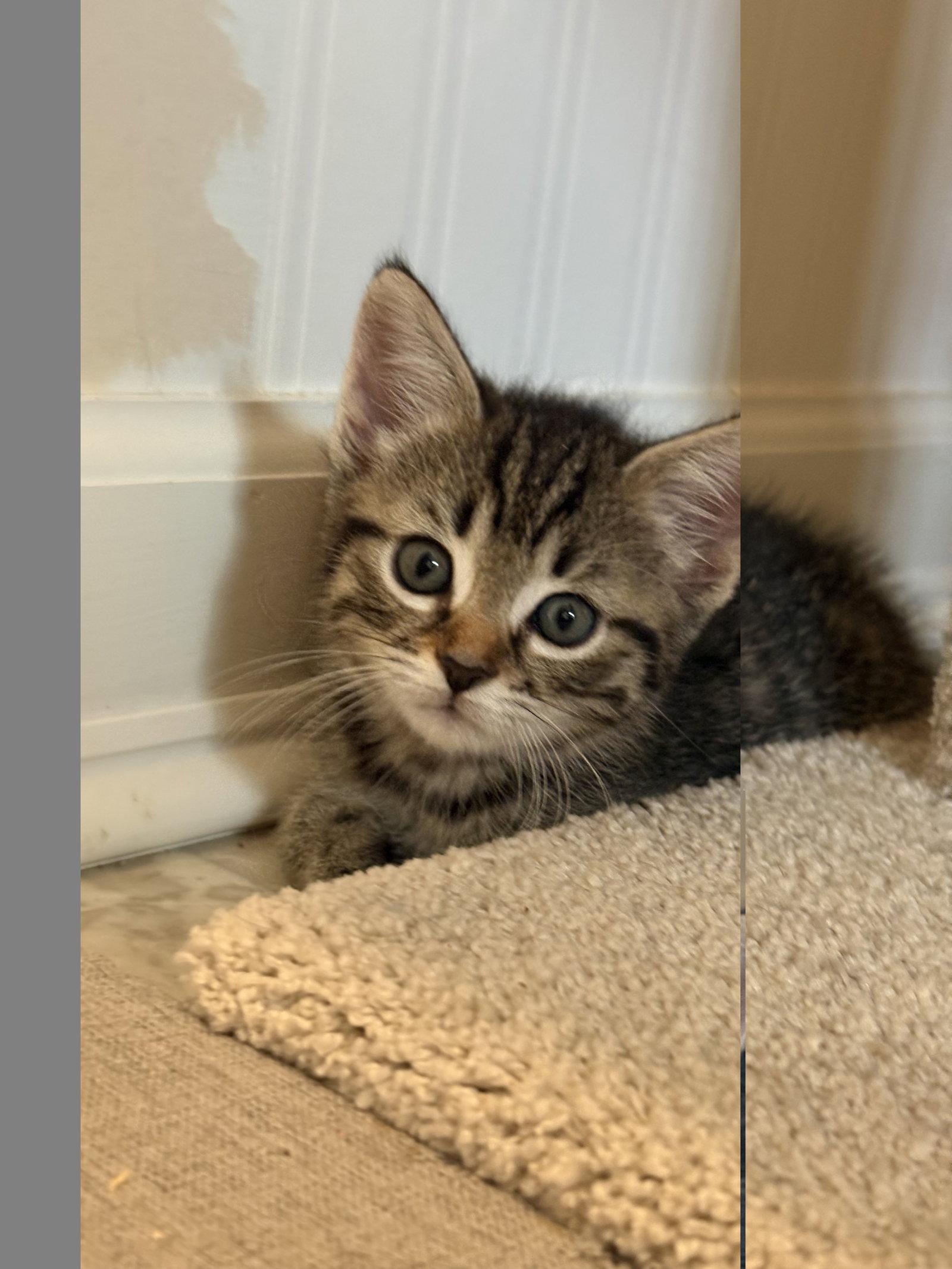 Enlarge Topanga, a Adopted Domestic Short Hair in Seaford, DE image 2/3