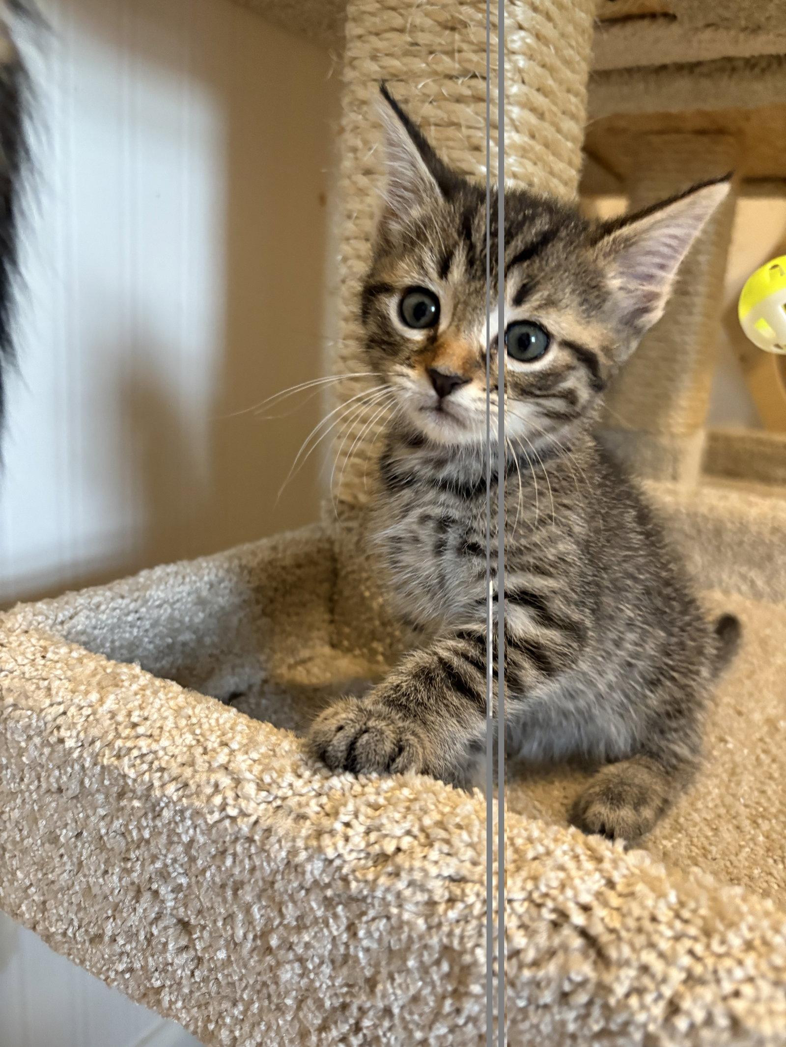 Enlarge Topanga, a Adopted Domestic Short Hair in Seaford, DE image 3/3