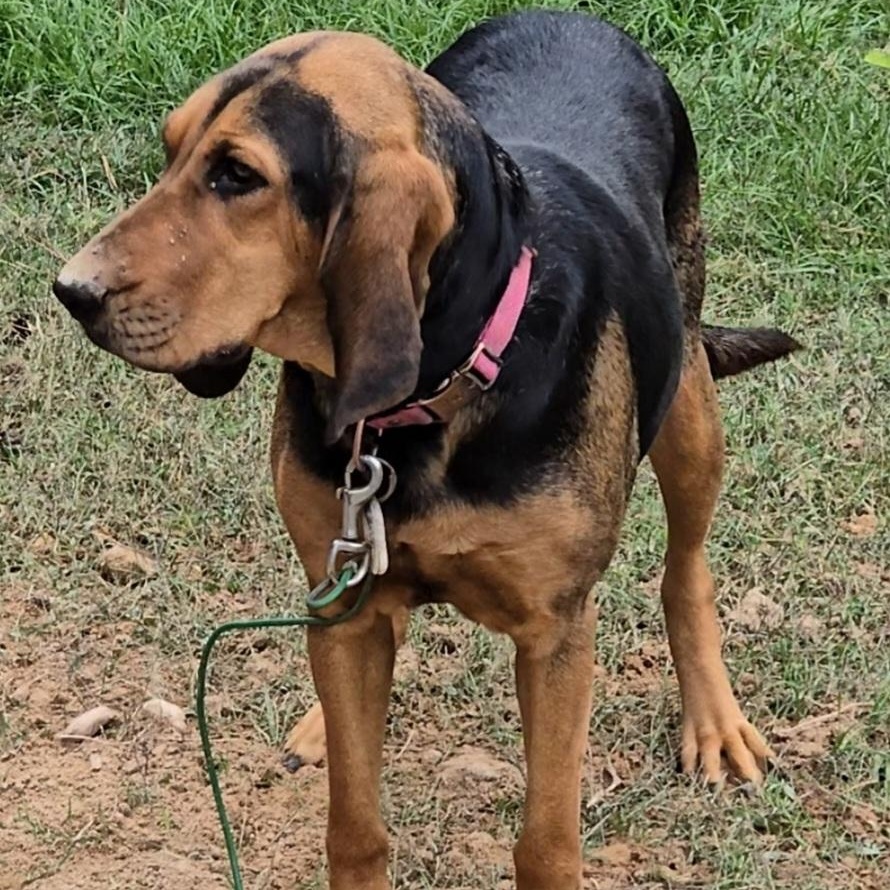 Lady, a Adopted Bloodhound in Raphine, VA image 2/6