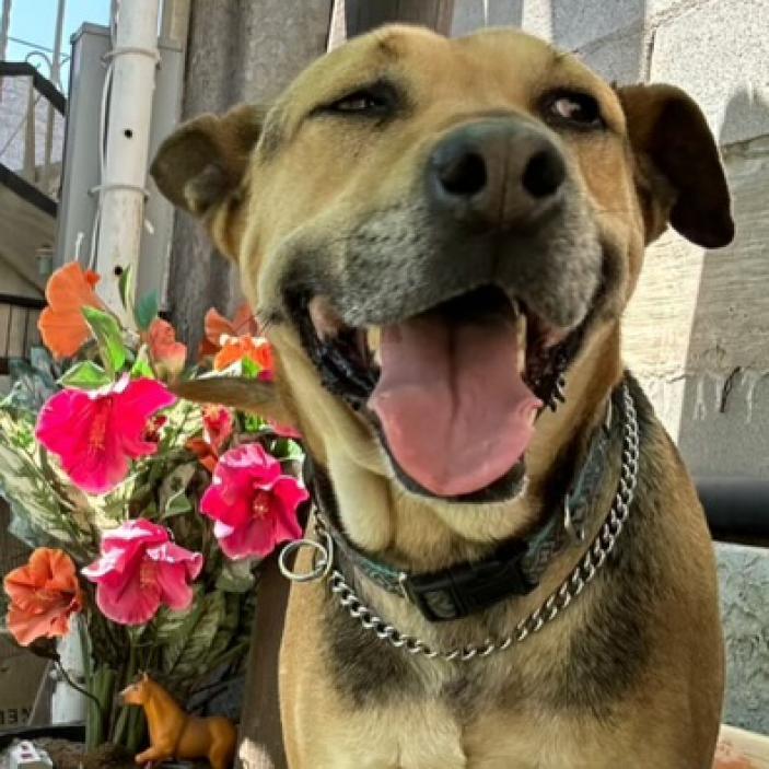 Charo, Adoptable, Adult Male German Shepherd Dog & Black Mouth Cur.