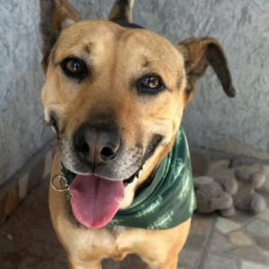 Enlarge Charo, a Adoptable mixed breed in San Diego, CA image 3/6