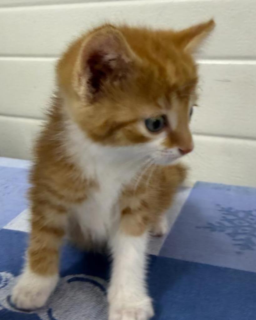 Enlarge George, a Adoptable mixed breed in Lagrange, IN image 1/6