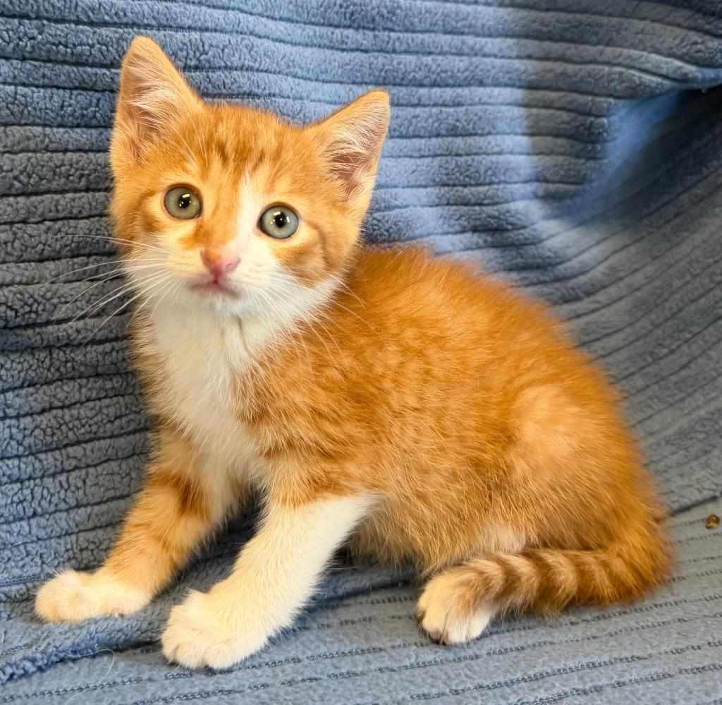 Enlarge George, a Adoptable mixed breed in Lagrange, IN image 3/6
