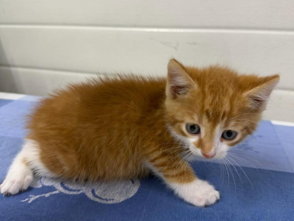 Enlarge George, a Adoptable mixed breed in Lagrange, IN image 4/6