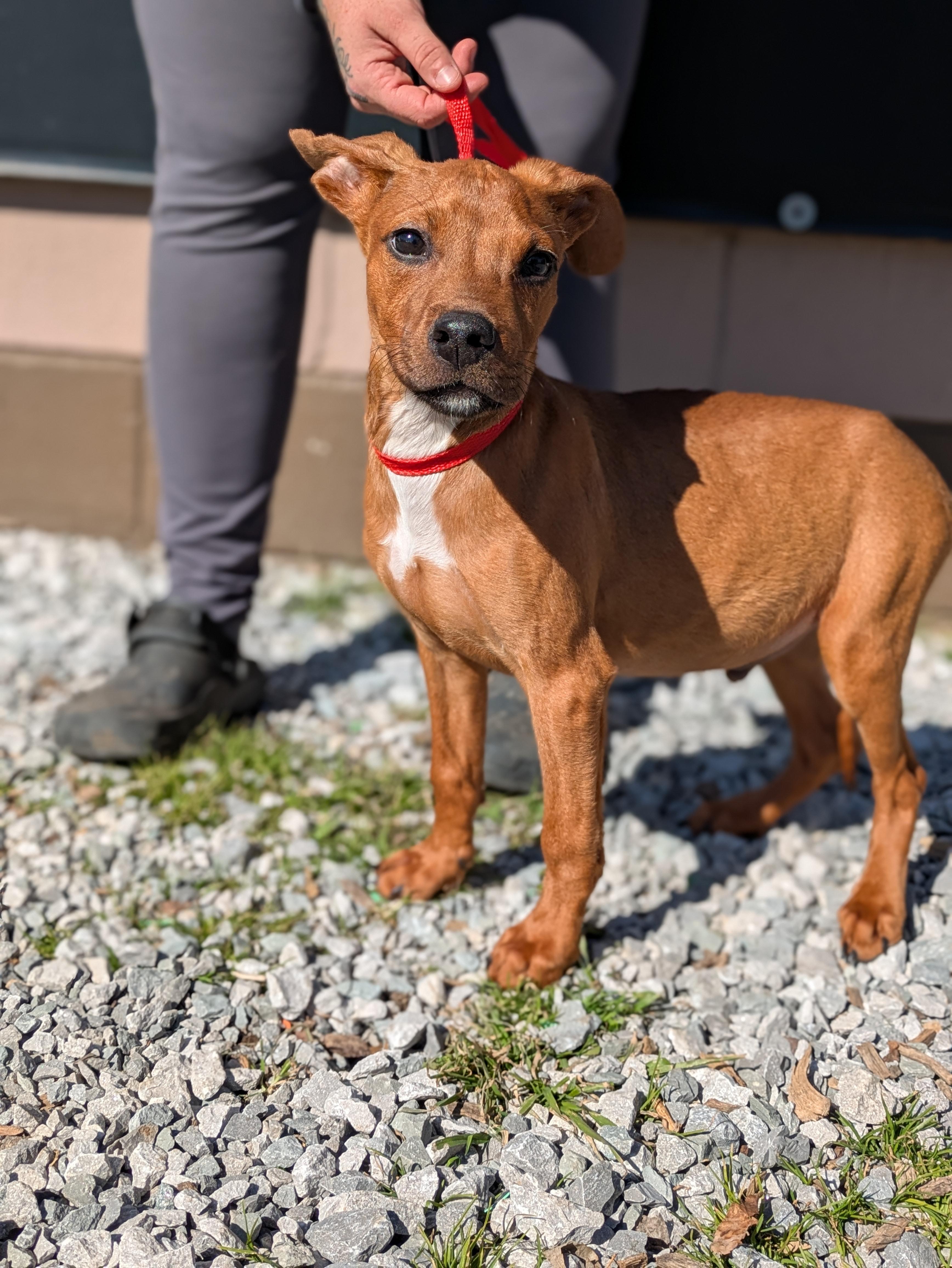 Enlarge Oscar, a ADOPTABLE Mixed Breed in Huntsville, AL image 3/4