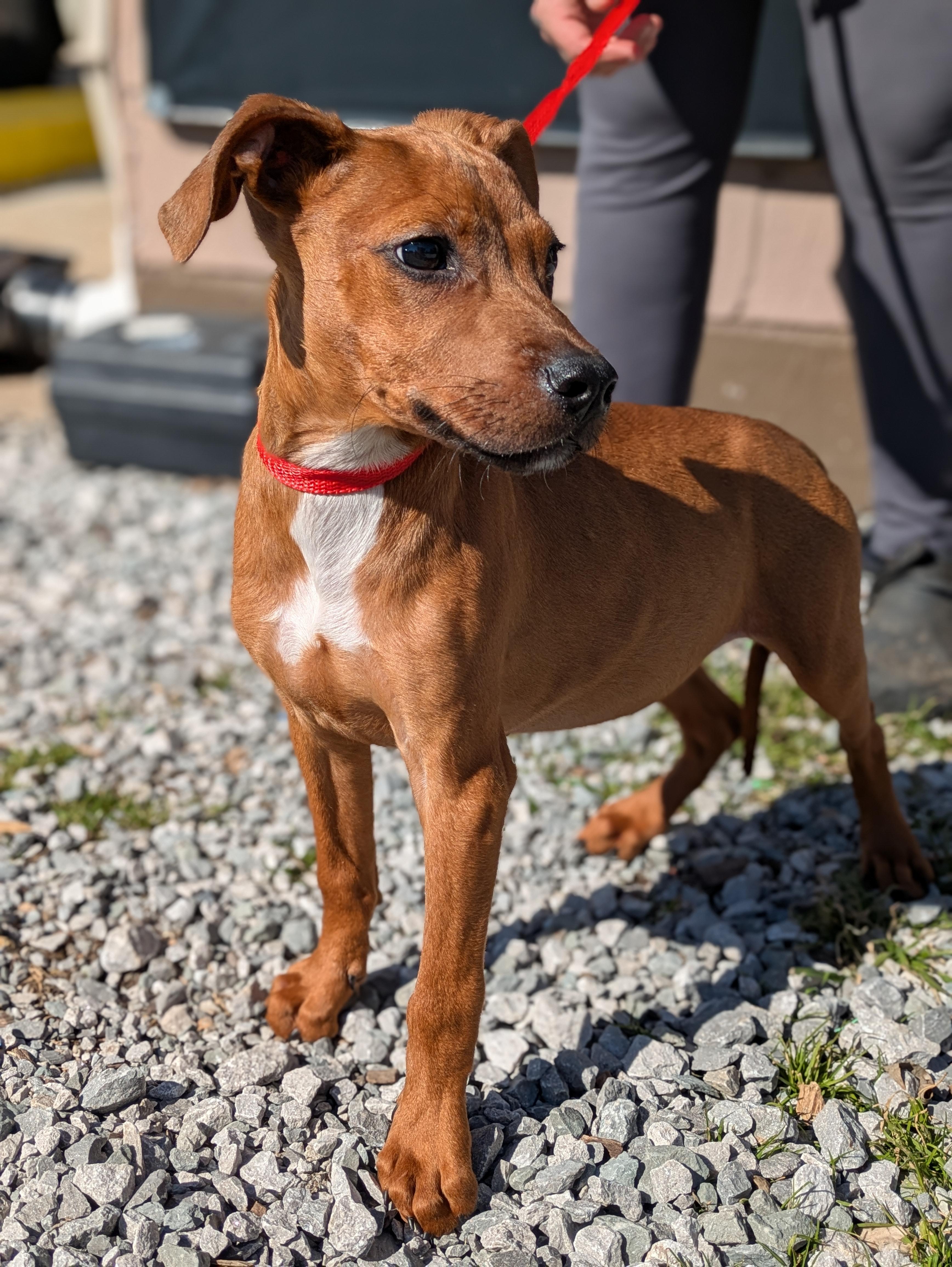 Enlarge Oscar, a ADOPTABLE Mixed Breed in Huntsville, AL image 1/4