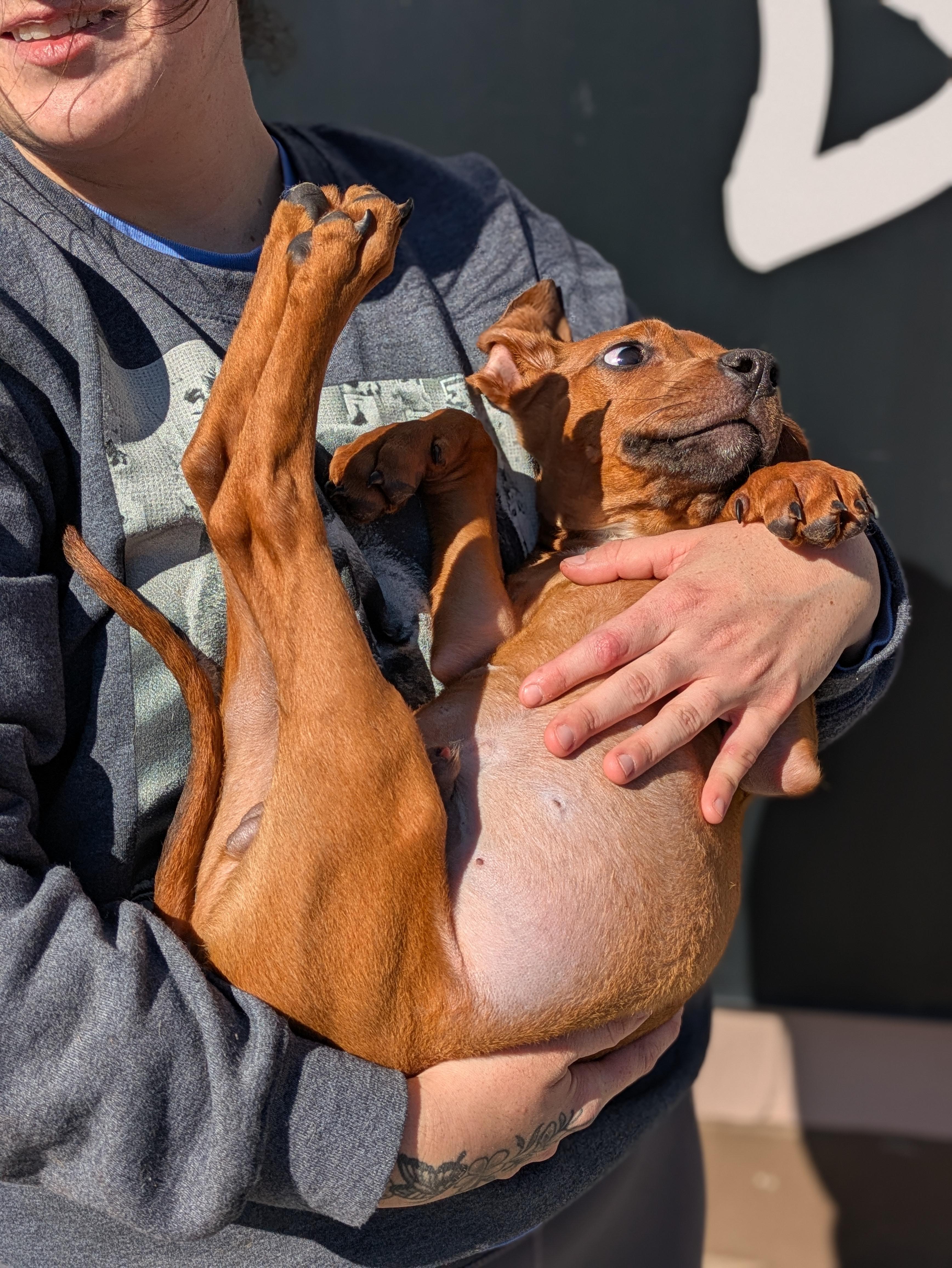 Enlarge Oscar, a ADOPTABLE Mixed Breed in Huntsville, AL image 4/4