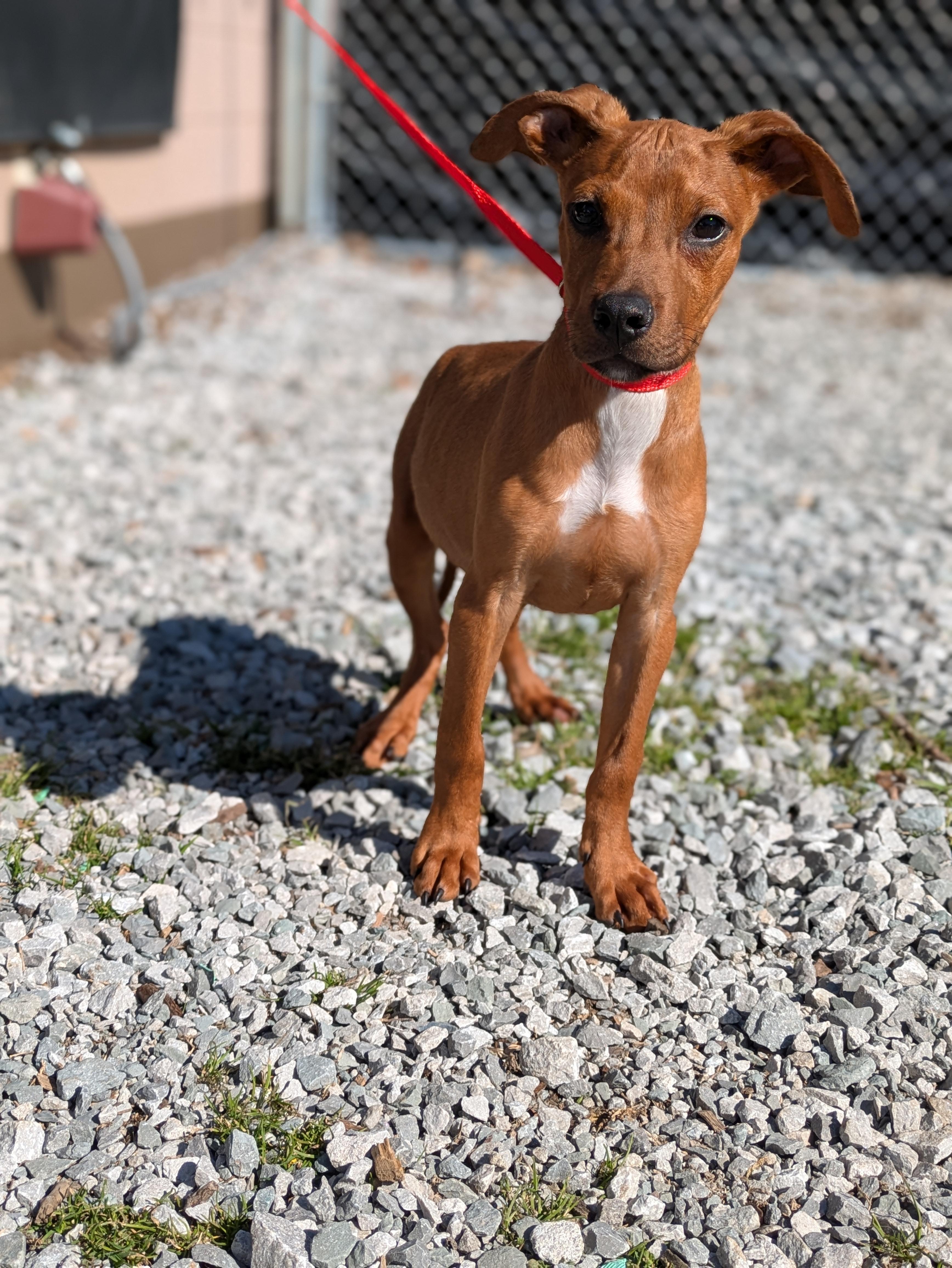 Enlarge Oscar, a ADOPTABLE Mixed Breed in Huntsville, AL image 2/4