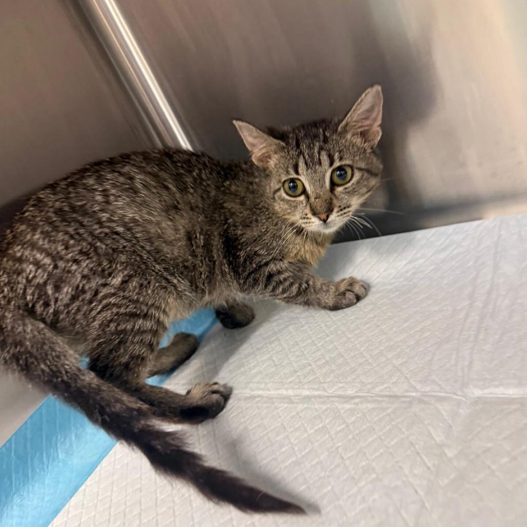 Enlarge Medusa *Meet me at Lakeville Petsmart*, a Adoptable Domestic Short Hair in Lakeville, MN image 2/2