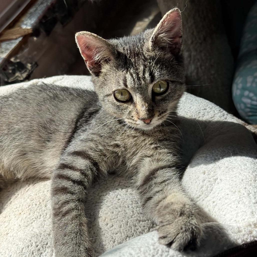 Medusa *Meet me at Lakeville Petsmart*, Adoptable, Kitten Female Domestic Short Hair.