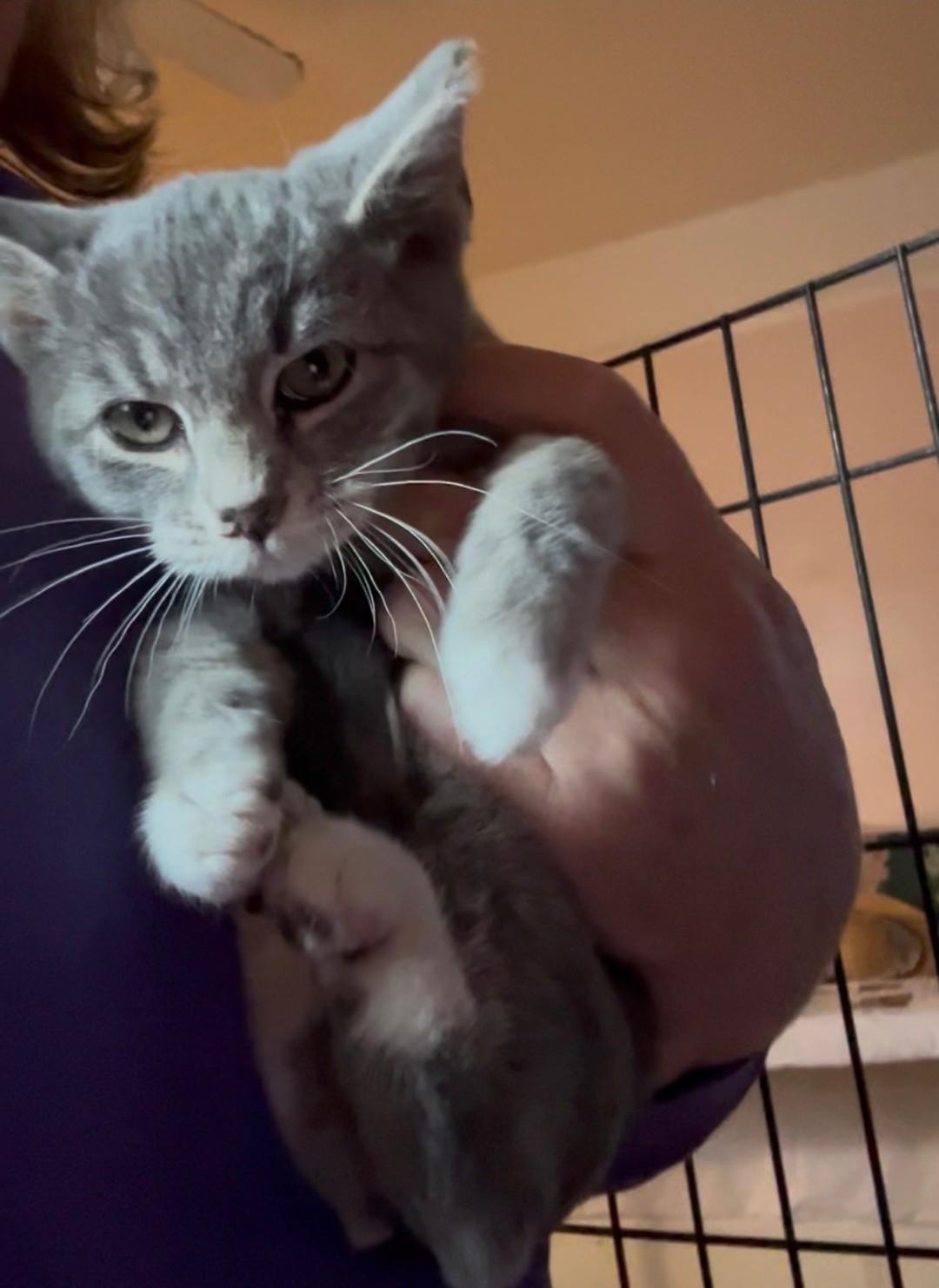 Leslie, Adoptable, Kitten Female Domestic Short Hair.
