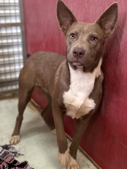 Enlarge Enid, a Adoptable mixed breed in Madera, CA image 2/2