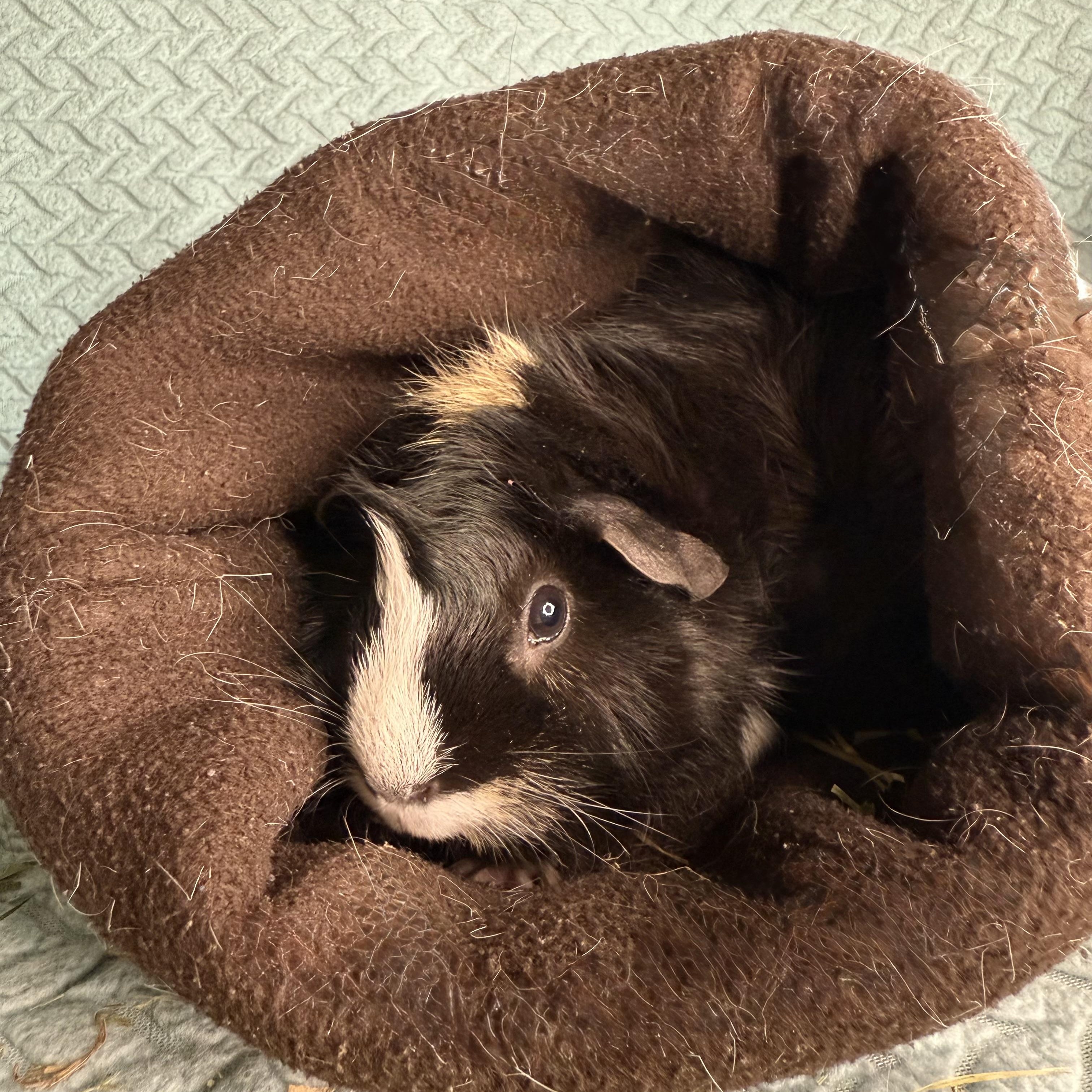 Enlarge Oreo Cookie, a Adoptable Abyssinian in San Antonio, TX image 1/4