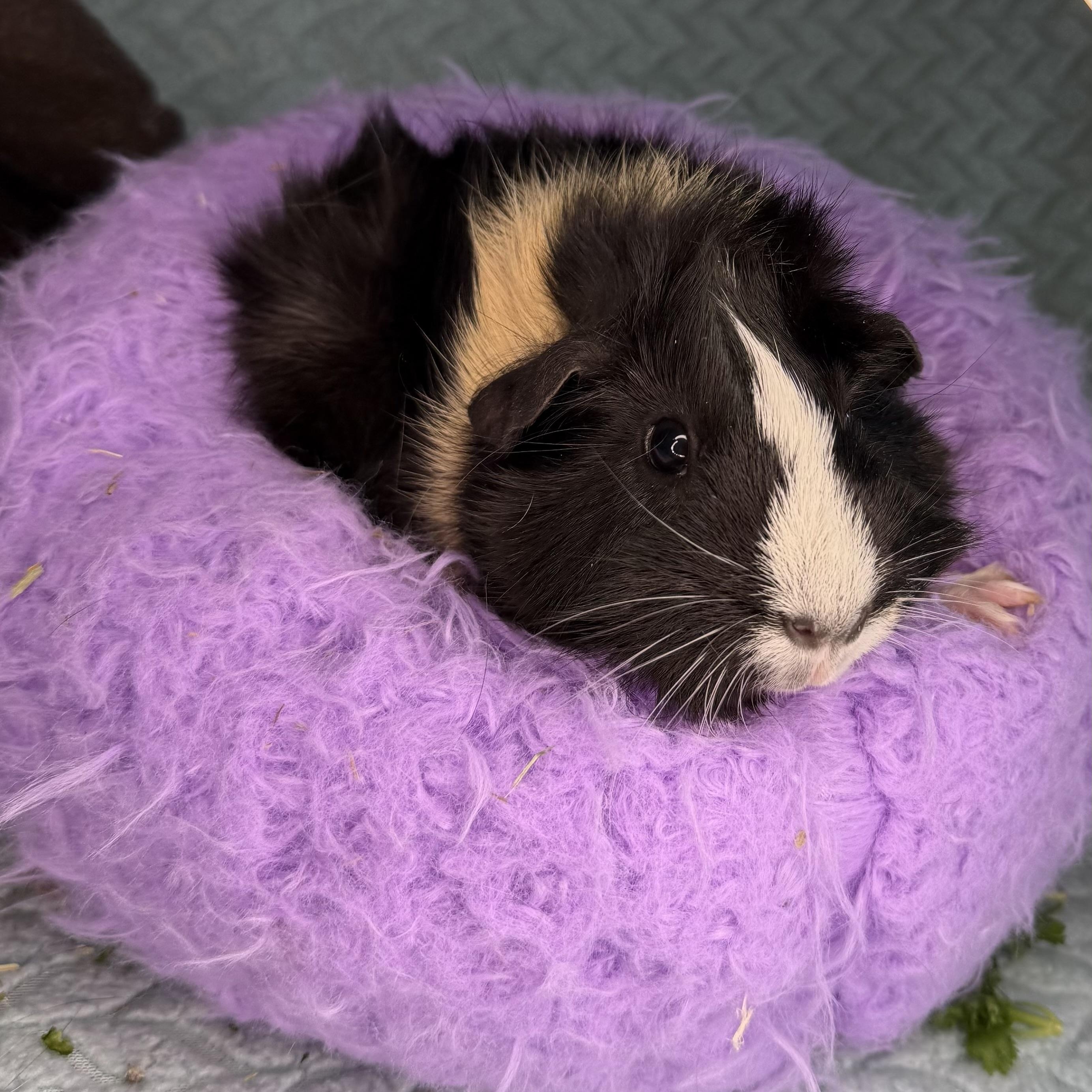 Enlarge Oreo Cookie, a Adoptable Abyssinian in San Antonio, TX image 3/4