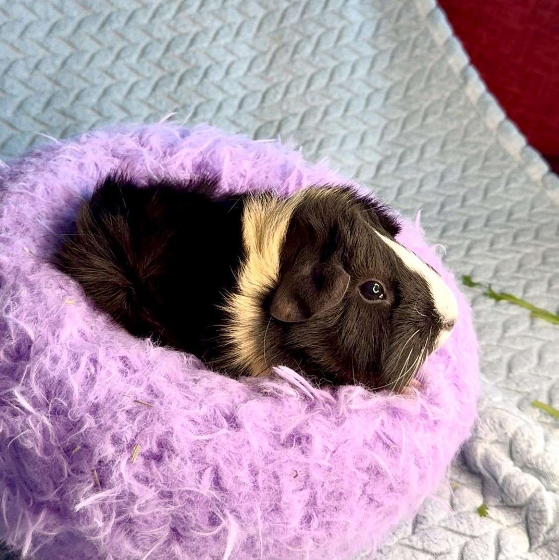 Enlarge Oreo Cookie, a Adoptable Abyssinian in San Antonio, TX image 4/4