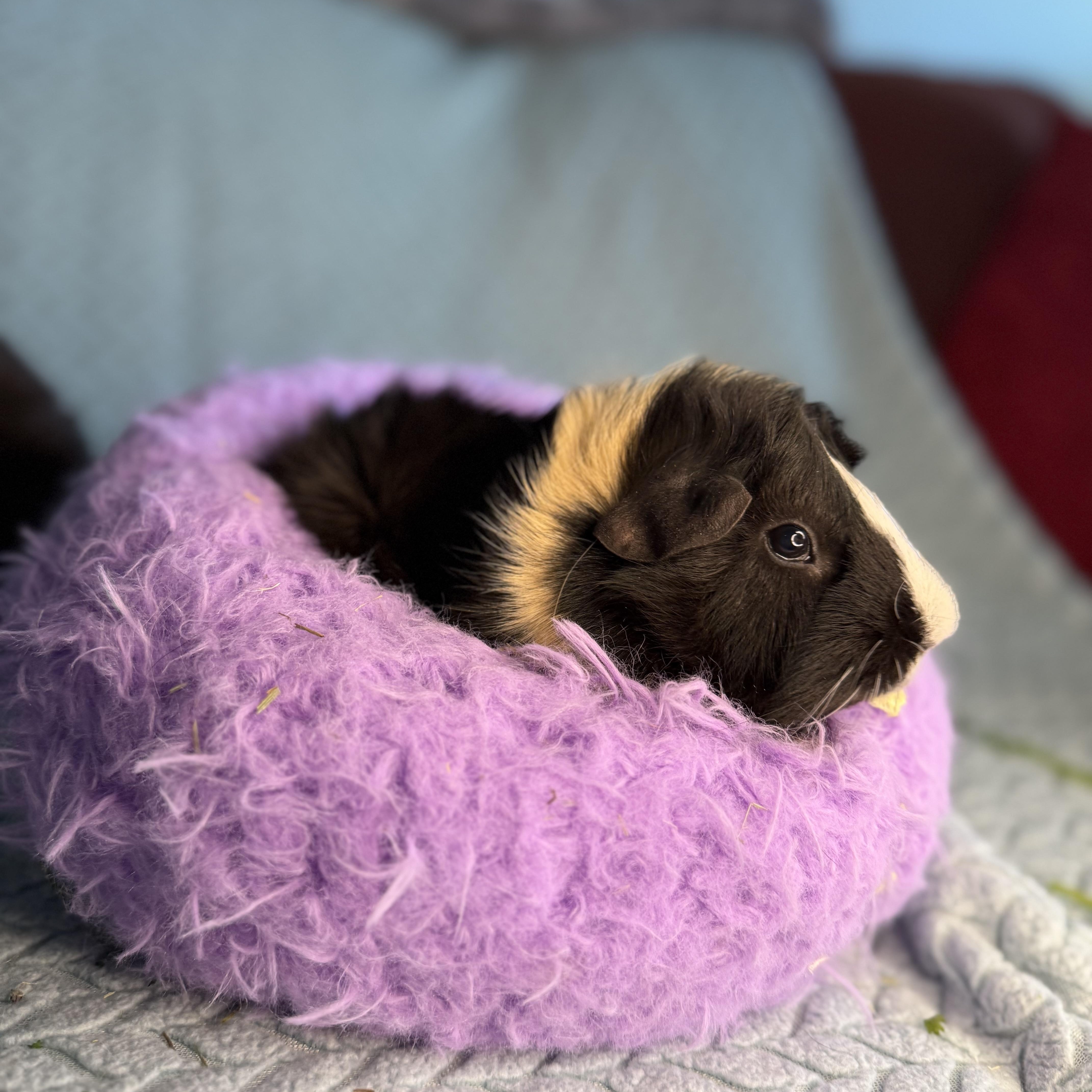 Enlarge Oreo Cookie, a Adoptable Abyssinian in San Antonio, TX image 2/4