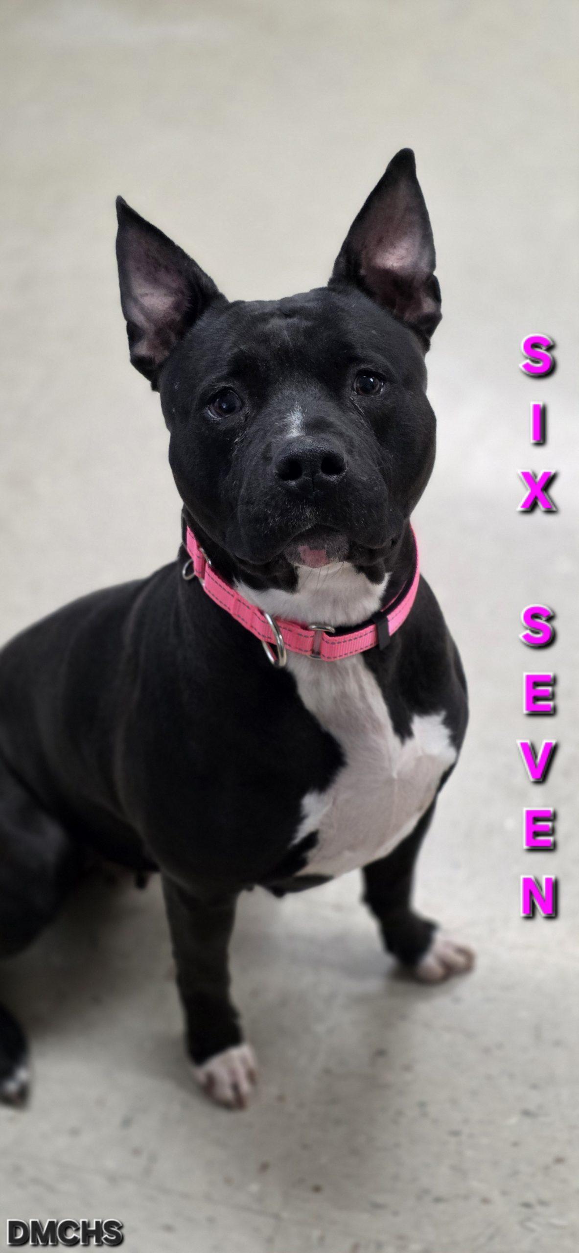 Six Seven, Adoptable, Adult Female Pit Bull Terrier.