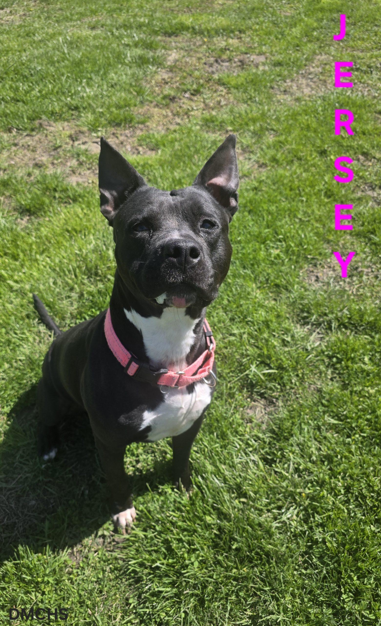Jersey, a Adoptable Pit Bull Terrier in Burlington, IA image 2/6