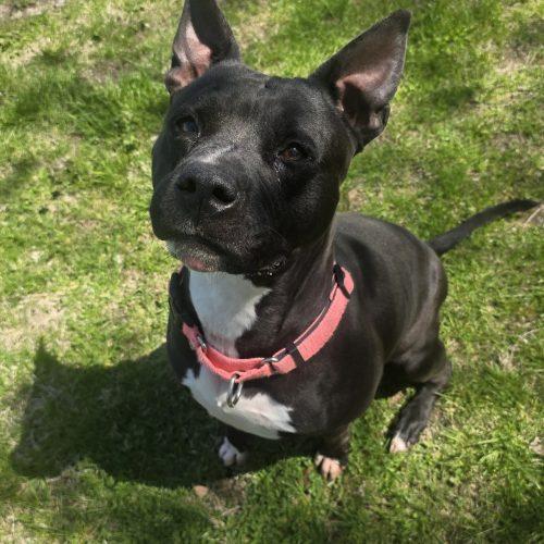 Enlarge Jersey, a Adoptable Pit Bull Terrier in Burlington, IA image 2/5