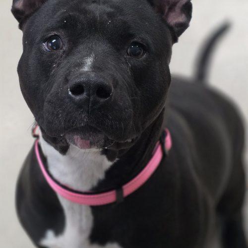 Enlarge Six Seven, a Adoptable Pit Bull Terrier in Burlington, IA image 2/3