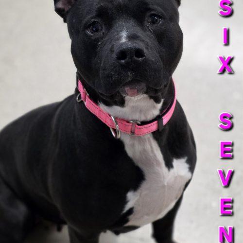 Enlarge Jersey, a Adoptable Pit Bull Terrier in Burlington, IA image 3/5