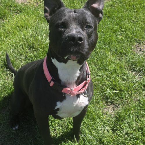 Enlarge Jersey, a Adoptable Pit Bull Terrier in Burlington, IA image 4/5