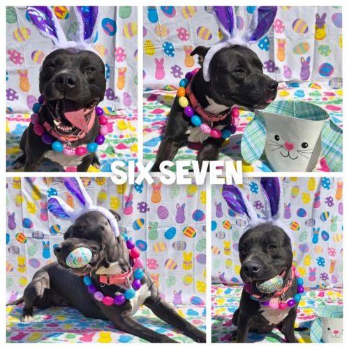 Enlarge Jersey, a Adoptable Pit Bull Terrier in Burlington, IA image 5/5