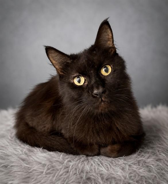 PETER PARKER, Adoptable, Adult Male Domestic Short Hair.