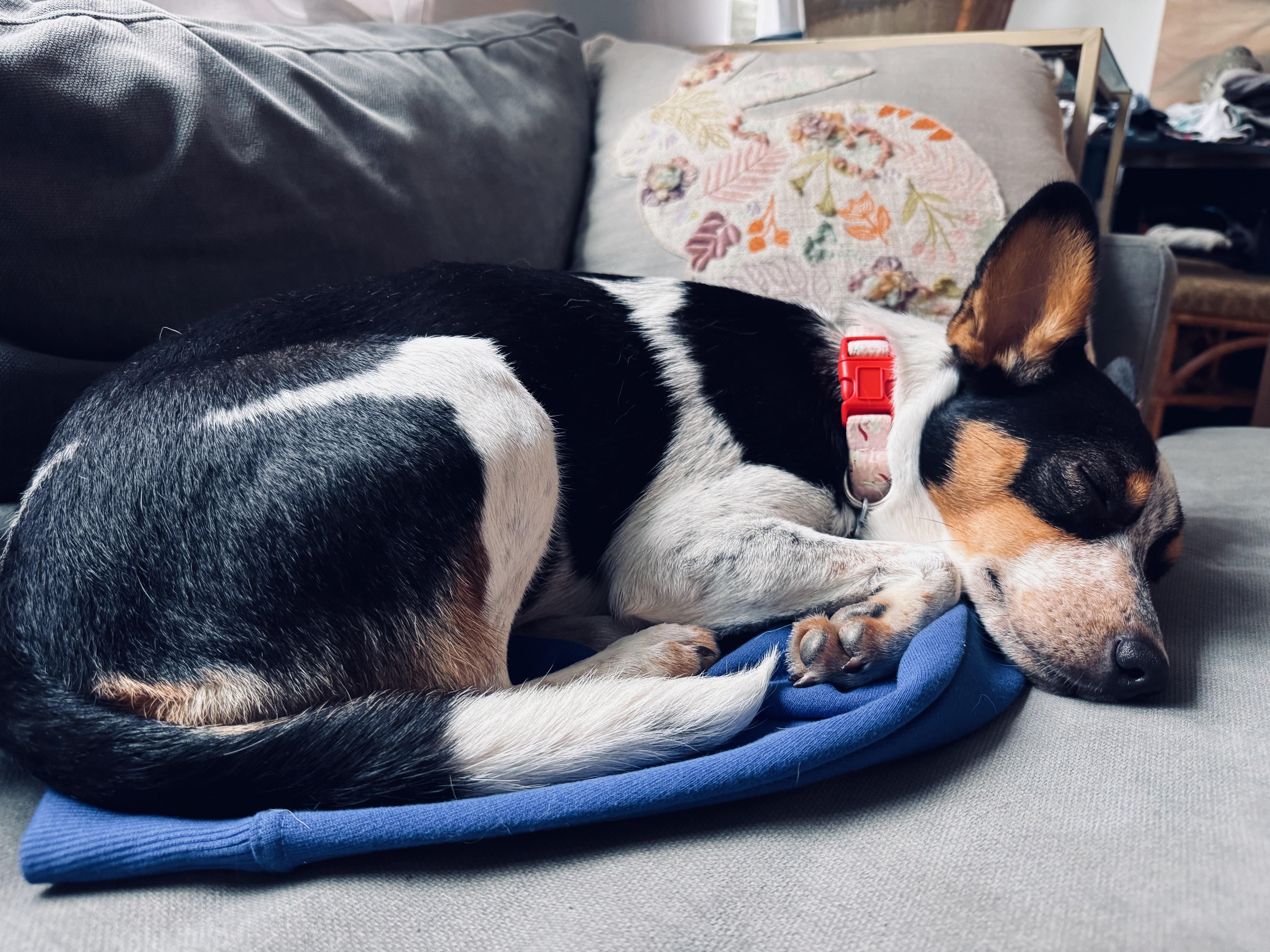 Sadie, an adoptable Australian Shepherd in Thayne, WY, 83127 | Photo Image 2