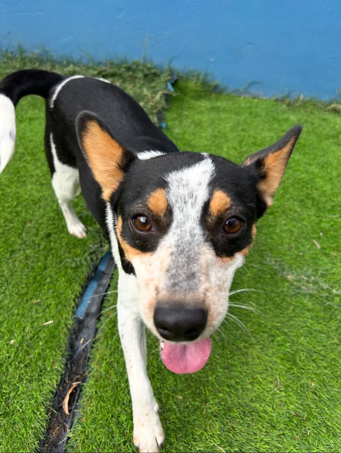Sadie, an adoptable Australian Shepherd in Thayne, WY, 83127 | Photo Image 1