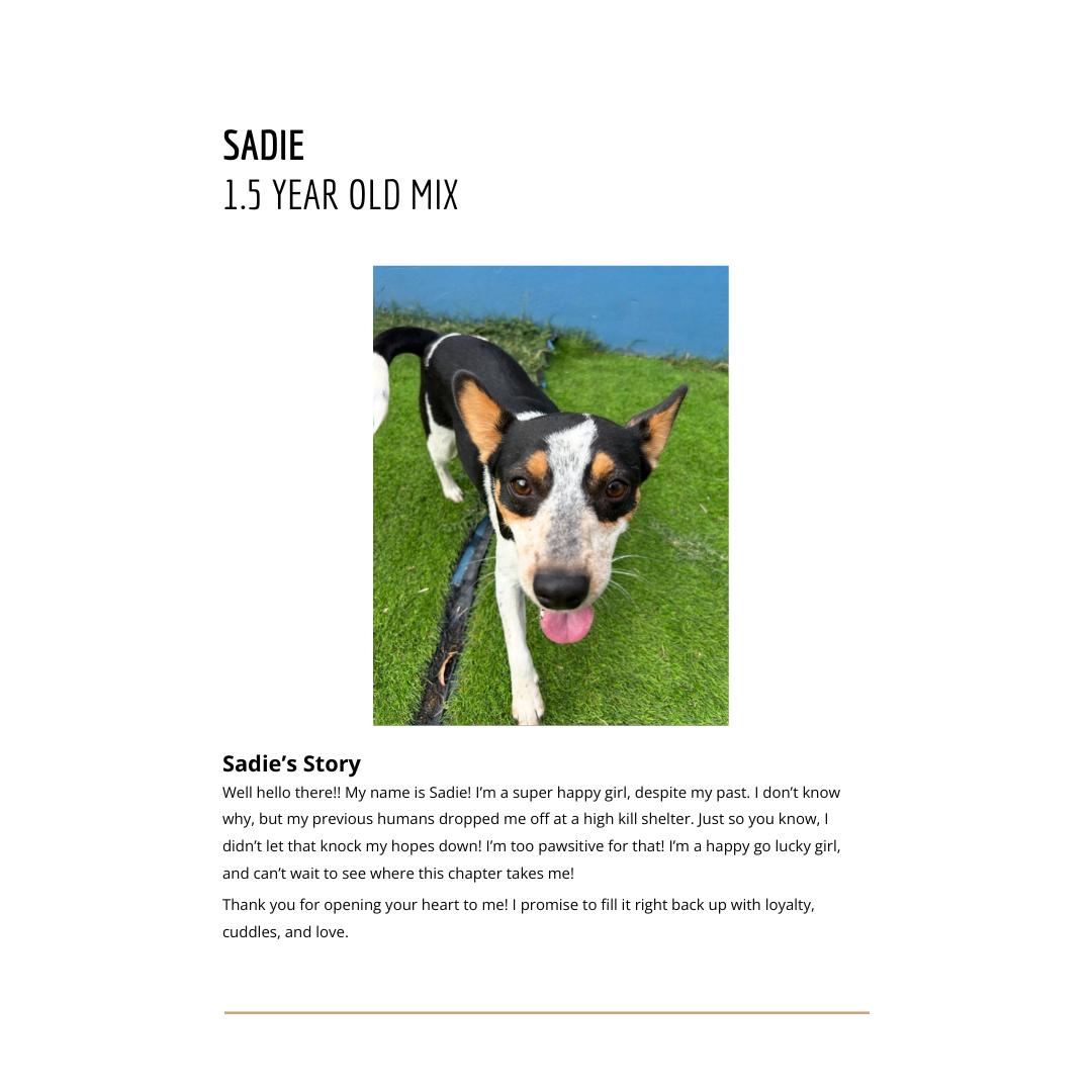 Sadie, an adoptable Australian Shepherd in Thayne, WY, 83127 | Photo Image 3