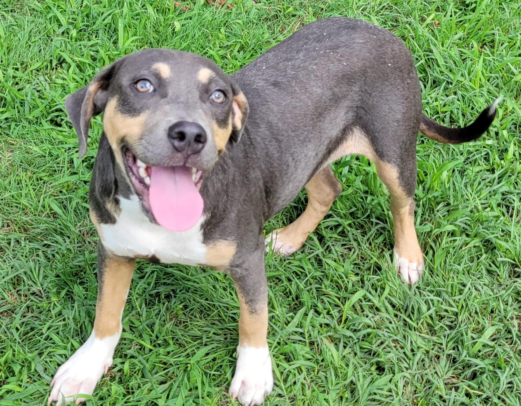 June, a ADOPTABLE mixed breed in Elwood, NJ image 3/5