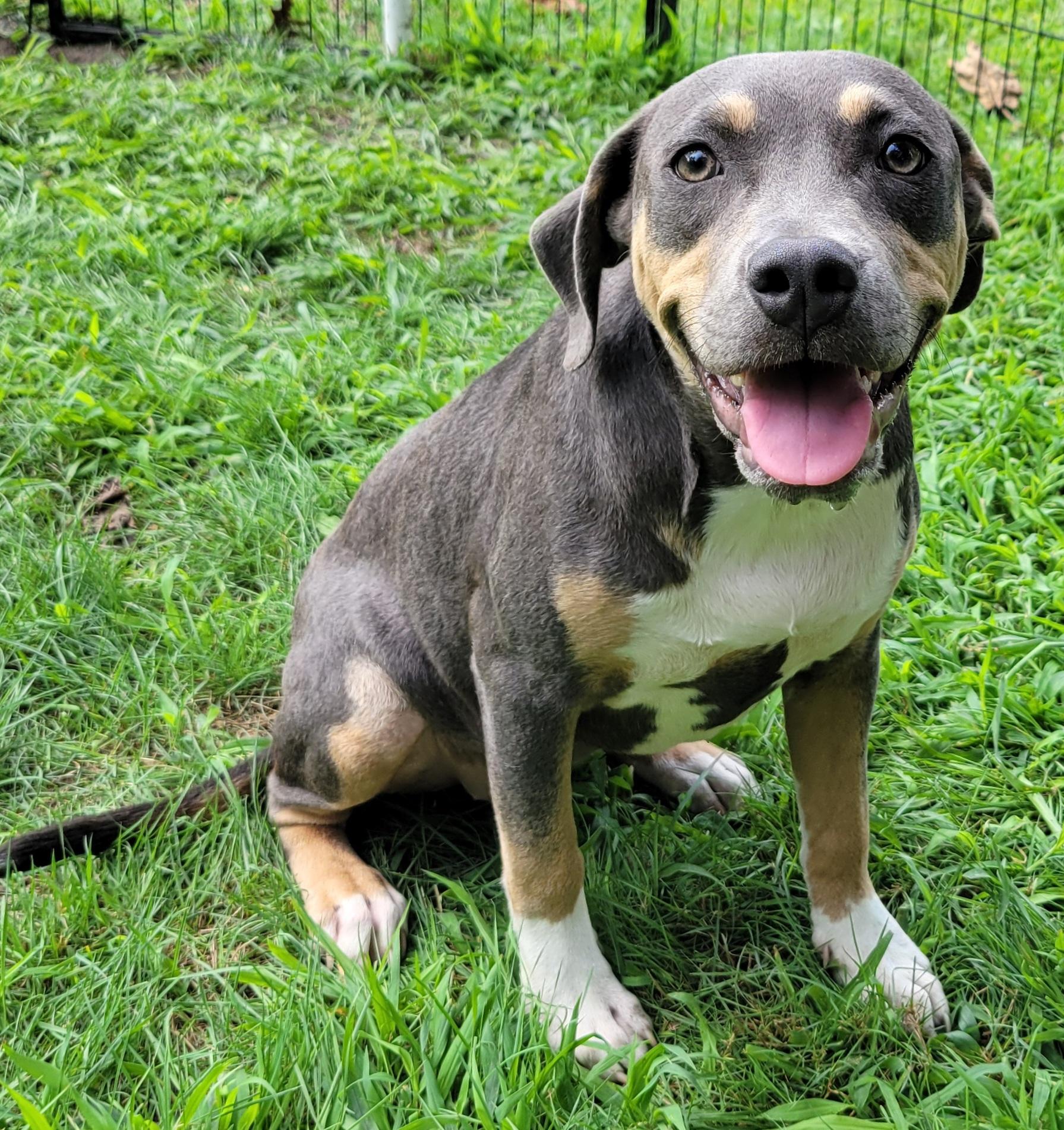 June, a ADOPTABLE mixed breed in Elwood, NJ image 4/5