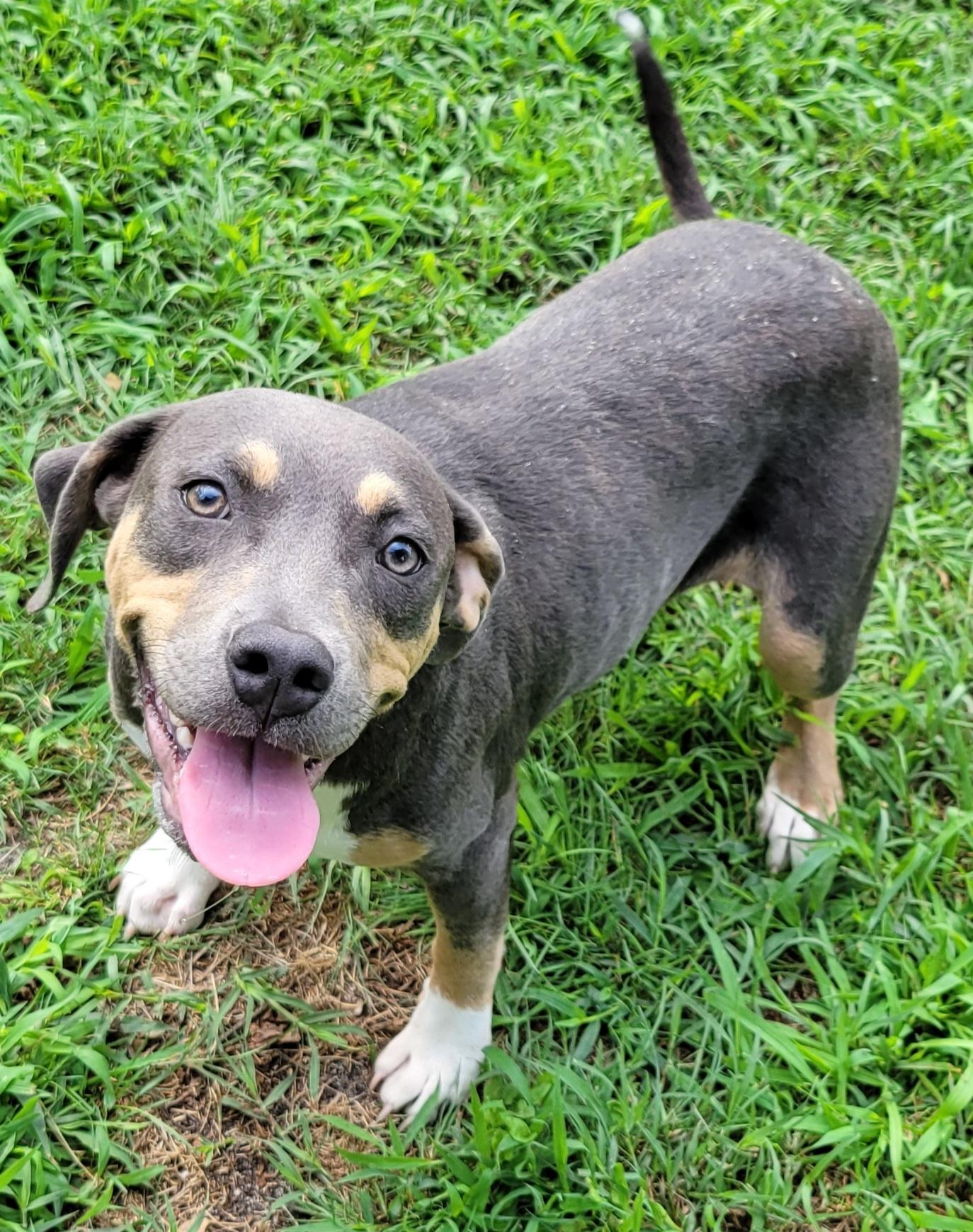 June, a ADOPTABLE mixed breed in Elwood, NJ image 5/5