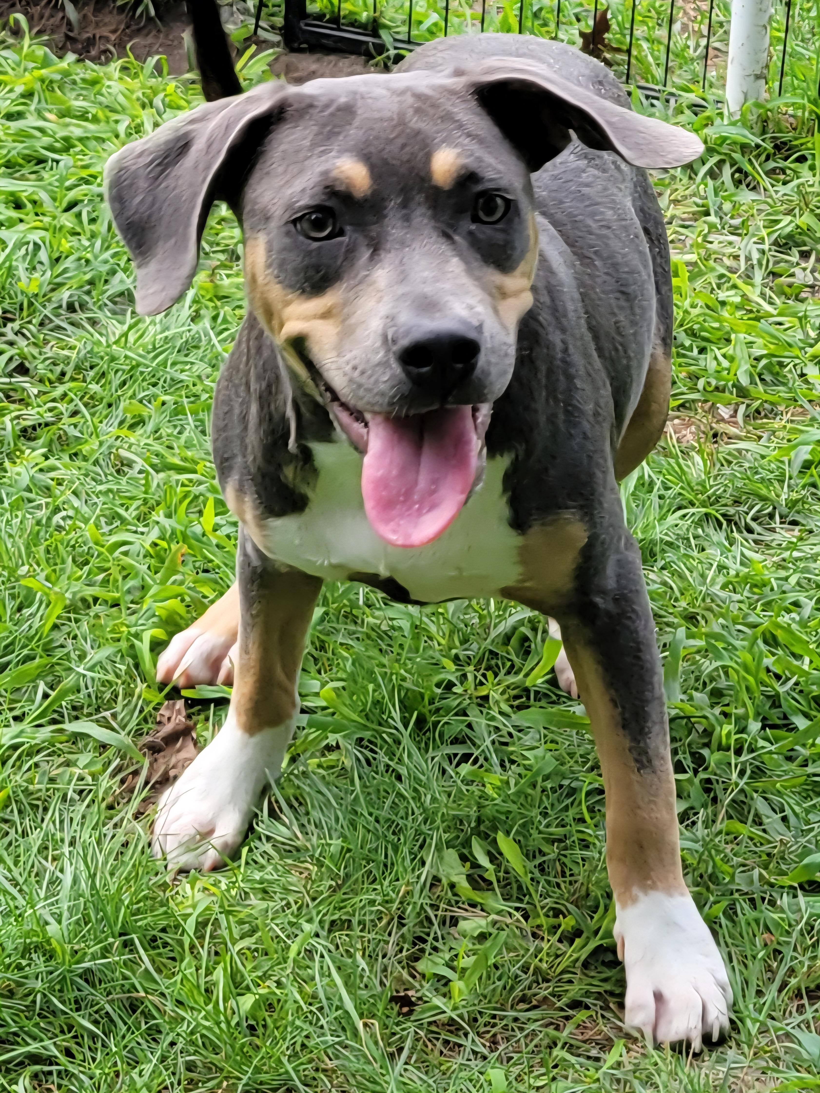 June, a ADOPTABLE mixed breed in Elwood, NJ image 2/5