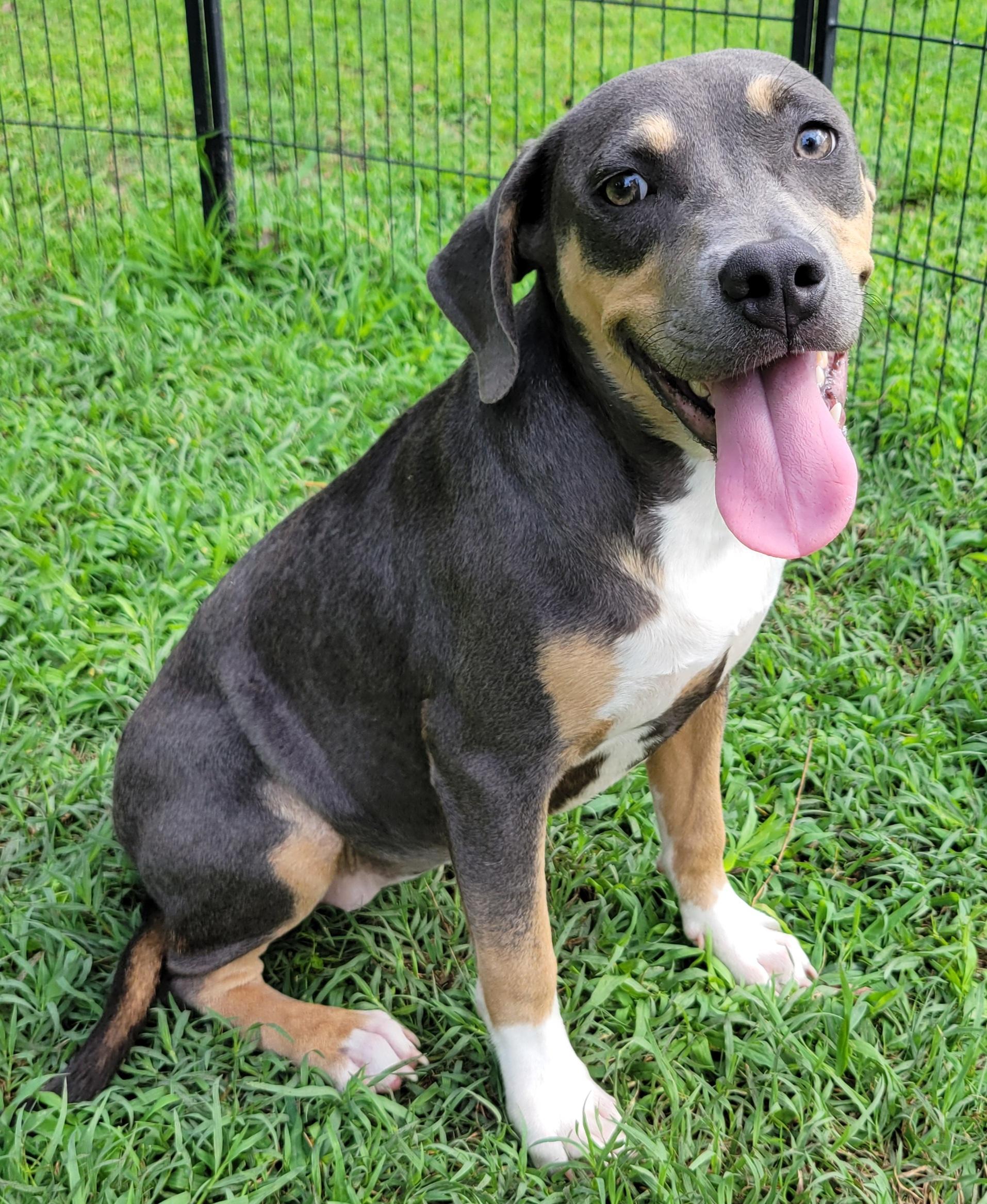 June, ADOPTABLE, Puppy Female Pit Bull Terrier.