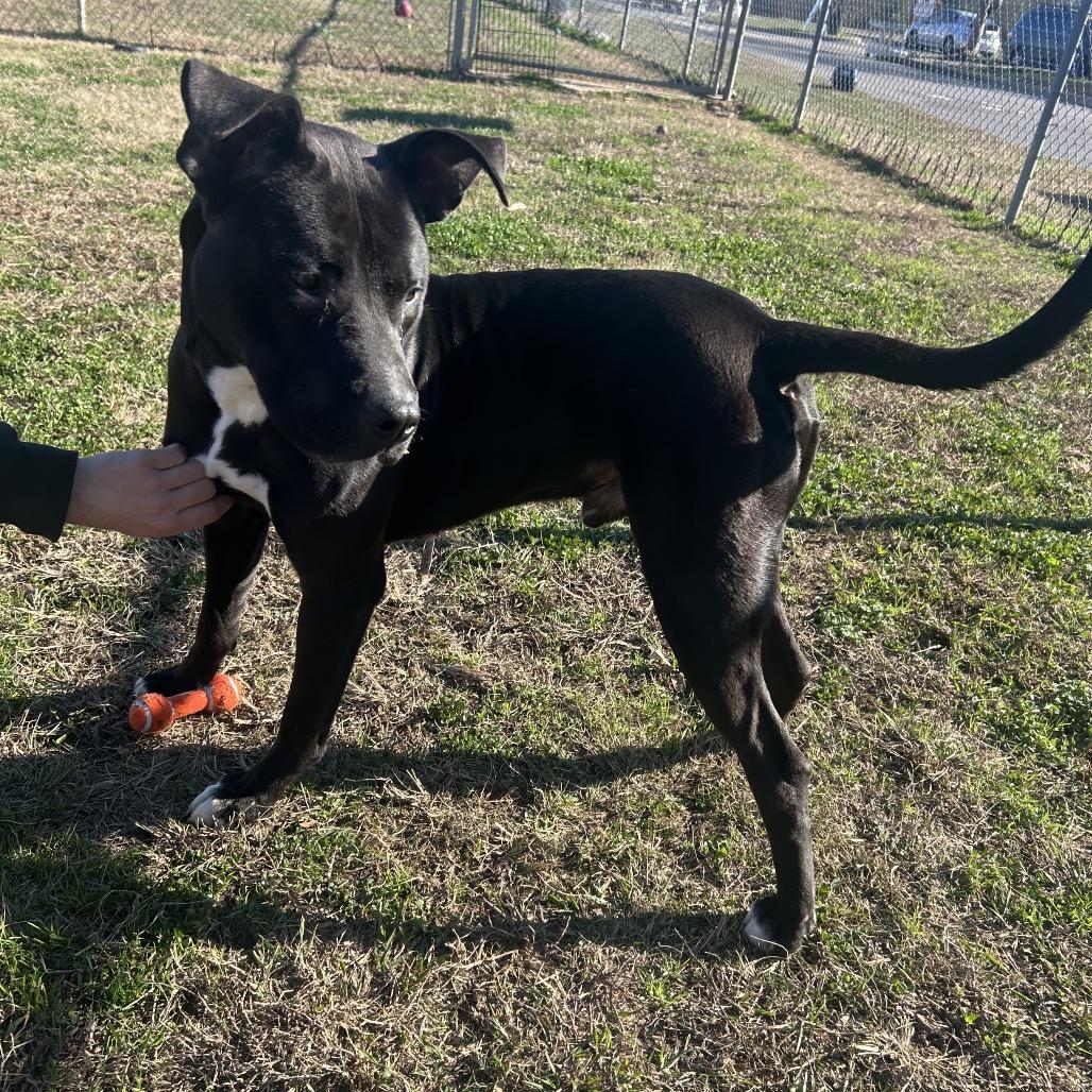 LJ, Adoptable, Young Male Mixed Breed.
