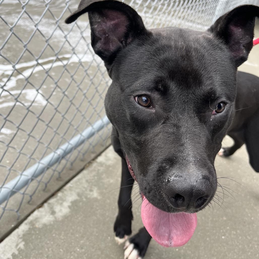 LJ, a Adoptable Mixed Breed in Alabaster, AL image 4/6