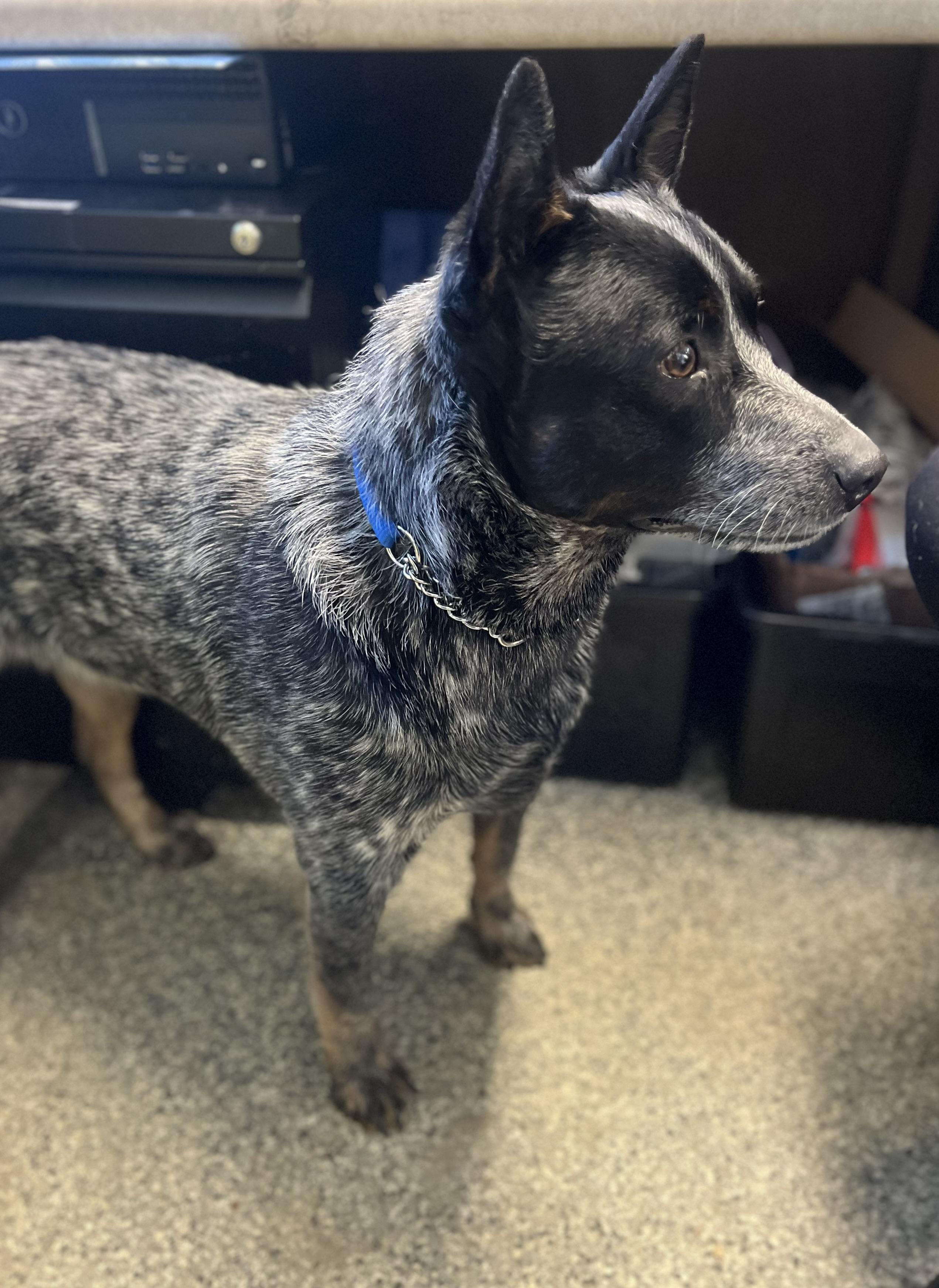 Rocky, adopted, Young Male Australian Cattle Dog / Blue Heeler.