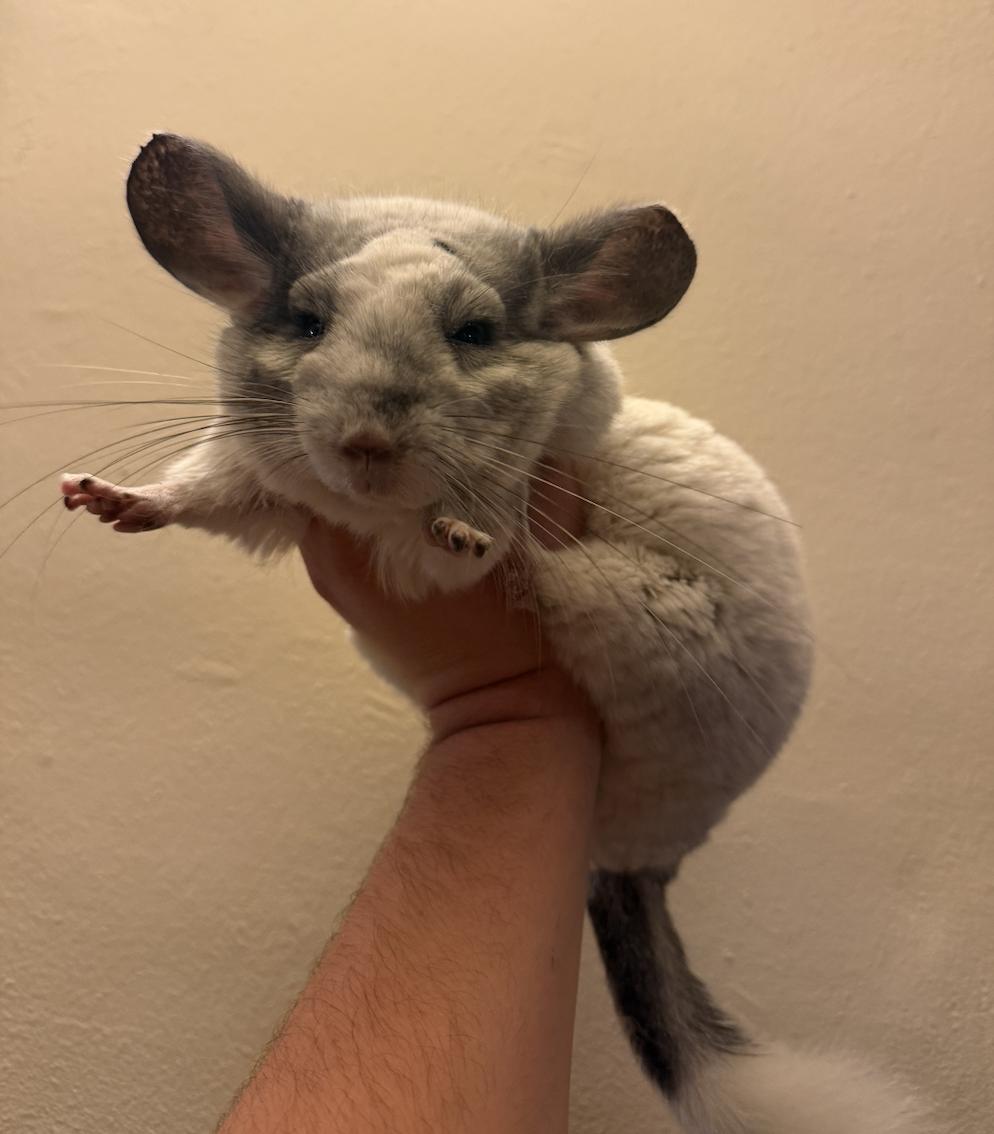 Enlarge Mincinno, a ADOPTABLE Chinchilla in Minneapolis, MN image 2/4