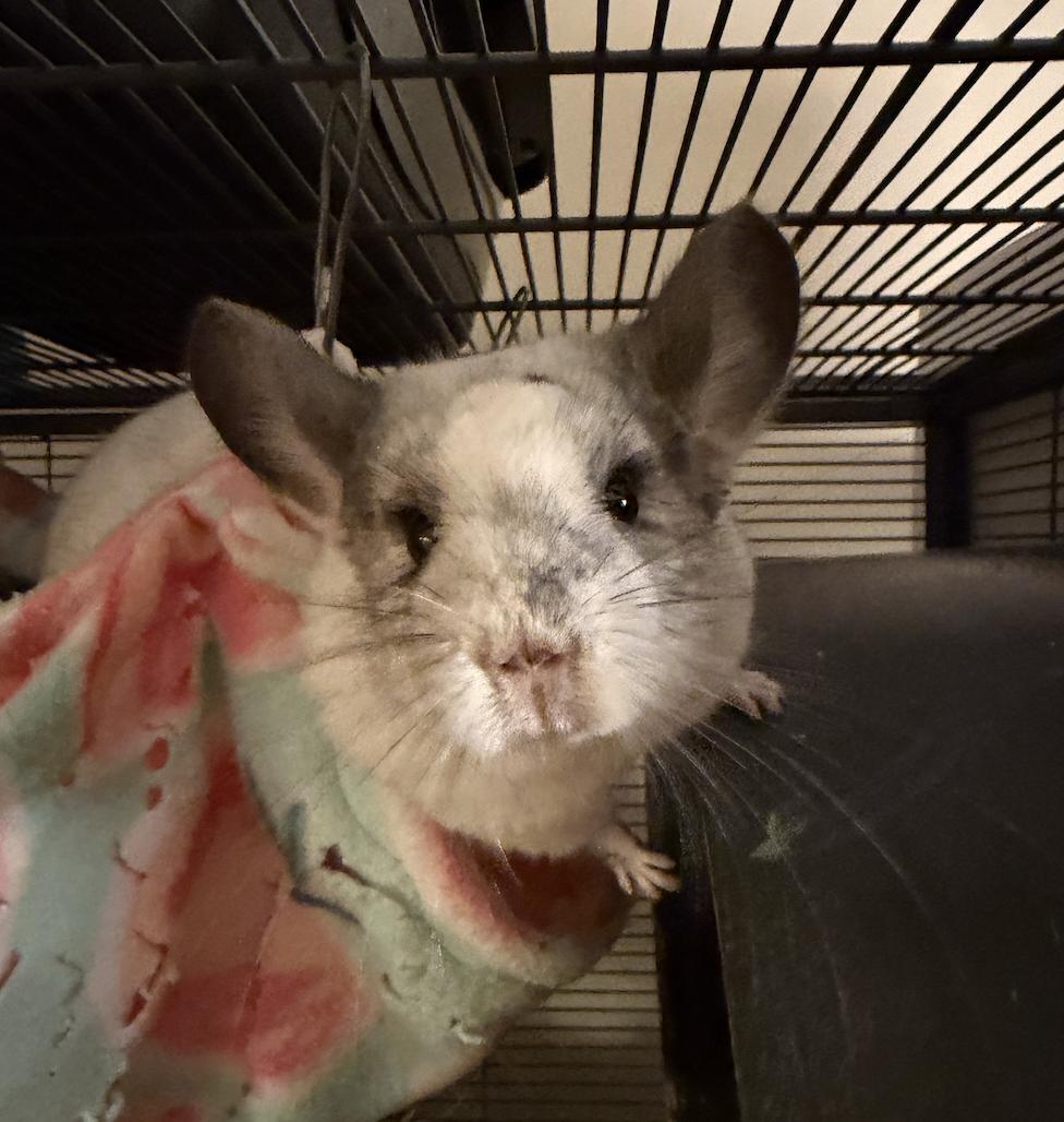 Enlarge Mincinno, a ADOPTABLE Chinchilla in Minneapolis, MN image 1/4