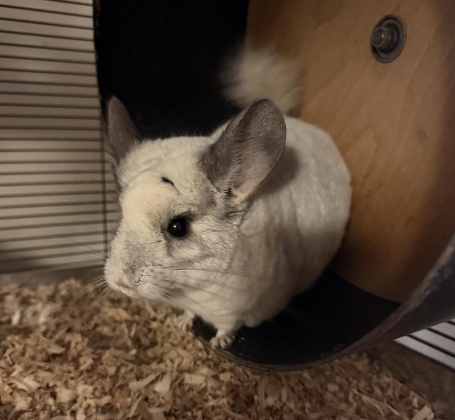 Enlarge Mincinno, a ADOPTABLE Chinchilla in Minneapolis, MN image 3/4