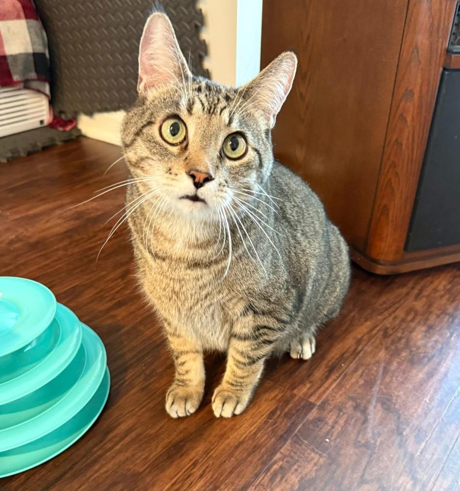 Enlarge Flynn (26-042 C), a Adoptable Domestic Short Hair in Lansing, MI image 1/3